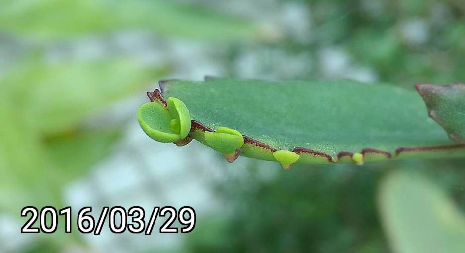 大葉不死鳥、寬葉不死鳥的幼苗 seedlings of Bryophyllum daigremontianum, mother-of-millions, mother-of-thousands, alligator plant, or Mexican hat plant 